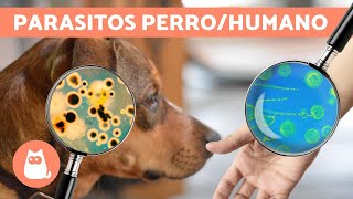 Parásitos del perro que contagian a humanos [upl. by Kuster]