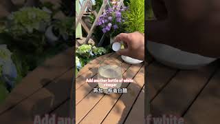 植物生根水怎么制作How to make rooting water for plants 花草 分享 养花 garden 园艺 https 教学 种植技术 好物推荐 科普 [upl. by Annekim]