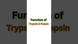 Function of trypsin amp pepsin ✨ neet neet2025 biology aiims [upl. by Ibmab824]