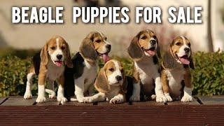 Beagle Puppies For Sale  beagle dogs  More Details On My Descriptionbeaglebeaglepuppydogviral [upl. by Peedus]