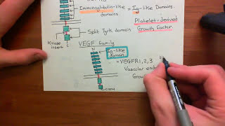 Receptor Tyrosine Kinases Part 2 [upl. by Finlay]