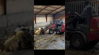 Farm Life Cowshed Cleaning with a Powerful Tractor 🚜✨ [upl. by Karine761]