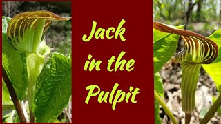 Jack in the Pulpit [upl. by Eenyaj]