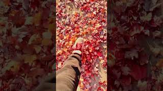 Me under the orange leaves orangeleaves autumn mommylife canada mapleleaves cambodiakhmer [upl. by Wavell]