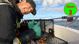 3rd haul of the norwegian lobsterseason Fishing for lobster Hummerfiske 2024 i Norge [upl. by Delwin]