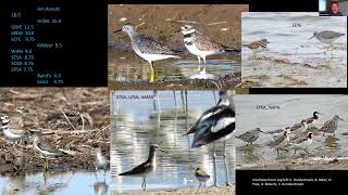 Bird Bombs It Has Yellow Legs AUG 2022 [upl. by Ellirehs948]