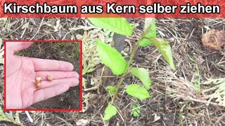 Kirschbaum aus Kern selber ziehen – Kirschbäume aus Samen selbst vermehren – Kirschkerne einpflanzen [upl. by Blaire]