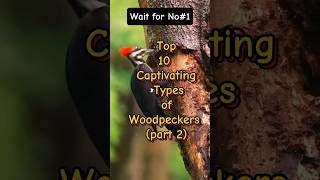 Top 10 captivating types of woodpeckers part 2 [upl. by Newra]