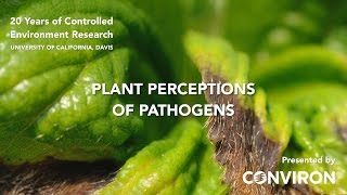 UC Davis USA Plant Perceptions of Pathogens [upl. by Dyraj]