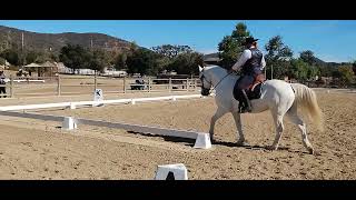 Dressage  El Campeon Working Equitation show day 2  Masters Level 7 [upl. by Llenrub41]