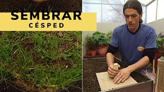 Cómo SEMBRAR el CÉSPED 🌱 Paso a Paso 👩‍🌾 Jardinatis [upl. by Adas]