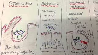 FA 2013 p197  Opsonization neutralization complement activation [upl. by Chiles]