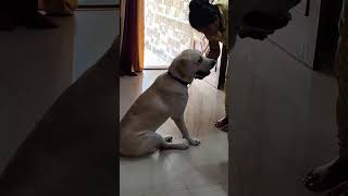 Jack chi roj nishi vlog l labrador chi rojnshi l [upl. by Notloc837]