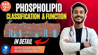 phospholipids biochemistry  glycerophospholipid biochemistry  sphingomyelin biochemistry [upl. by Thurlough]