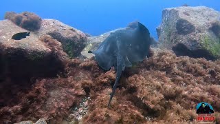 Faial Azores  Portugal  Radares  15072024  Norberto Diver [upl. by Htebasile]