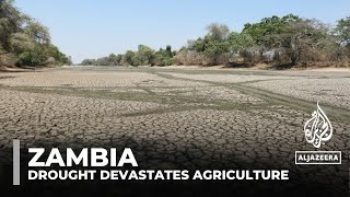 Zambia declares national disaster after drought devastates agriculture [upl. by Osnola]