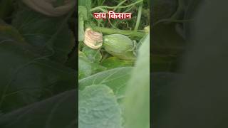 JAI KISAN youtubeshorts KISAN ARMY viralshort reels kisan lovers👩‍🌾👩‍🌾👩‍🌾 [upl. by Garrik]