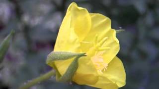 Evening Primrose Flower Opening 1 [upl. by Brenza]