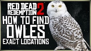 WHERE TO FIND OWLS IN RED DEAD REDEMPTION 2 EXACT MAP LOCATION [upl. by Cicenia677]