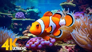 Aquarium 4K VIDEO ULTRA HD 🐠 Beautiful Coral Reef Fish  Relaxing Sleep Meditation Music 13 [upl. by Leaffar]