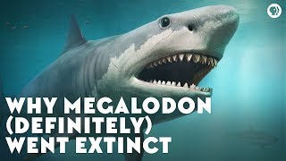 Why Megalodon Definitely Went Extinct [upl. by Adina]