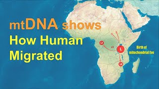 mtDNA shows how humans migrated across the World [upl. by Buehrer794]