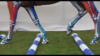 Horse Anatomy  Lower Leg Tendons and Ligaments Jumping [upl. by Acenahs623]