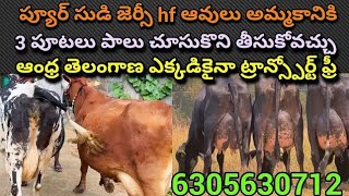 dairyfarming pure Jersey HF cows latest videos  low price  jerseycowssale hfcowsforsale [upl. by Iarised]