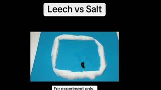 ￼Leech vs Salt [upl. by Katalin995]