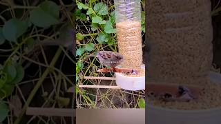 Diy Bird feeder  How to make easy diy bird feeder shorts [upl. by Valentin]