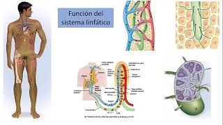 Histología Sistema linfático introducción [upl. by Aniala]