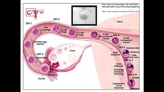 Histología CBCC5  T17  Gastrulación y anexos extraembrionarios [upl. by Animor]