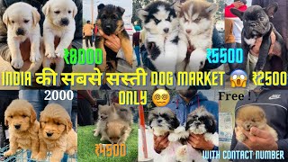 Indias Biggest Dog Market 😀 Dog rates 2024 Dogsrates2024 reels freedog [upl. by Andras]