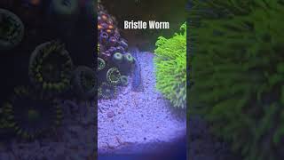 bristle worm coming out to play bristleworm aquarium coraltank zoanthids reef [upl. by Firman762]