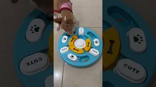 Juguete nuevo para Chente ✨asmr dog doglover [upl. by Atwood]