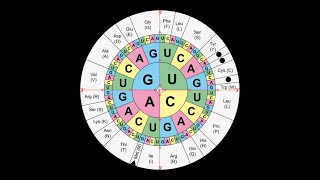 BIO6 Proteinesynthese les 1 [upl. by Hamaso249]