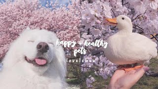 happy  healthy pets 🐾 subliminal [upl. by Enelyar]