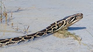 Pythons at Alligator Pond 03  Dangerous Animals in Florida [upl. by Ashjian]