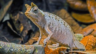 Brown Leaf Chameleon World’s Smallest Reptile [upl. by Canale202]