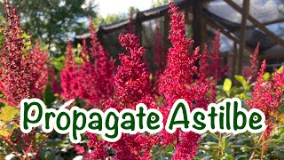 How to propagate Astilbe  A HIGHLY Underrated shade plant [upl. by Analeh171]