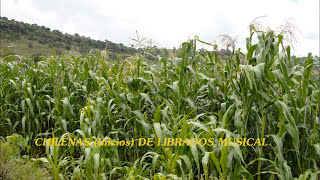 CHILENAS DE MIXTEPEC INICIOS DE LIBRADOS MUSICAL [upl. by Timothy]