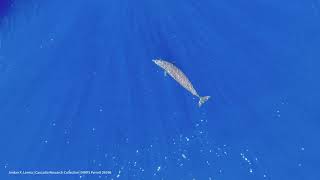 November 2nd goosebeaked whales Ziphius cavirostris Encounter off Kona [upl. by Ecirtam263]