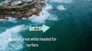 MASSIVE GREAT WHITE HEADED FOR SURFERS [upl. by Ymaj]