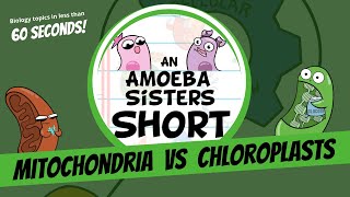 Mitochondria vs Chloroplasts  Amoeba Sisters Shorts [upl. by Kimber]