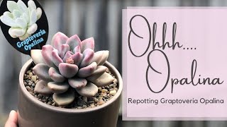 Succulent Repotting featuring Graptoveria Opalina [upl. by Eceinwahs]