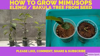 How to grow Mimusops elengi  Bakula from seed [upl. by Dnalyram531]