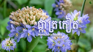 ផ្កាត្រកៀតMonochoria hastata [upl. by Gnil]