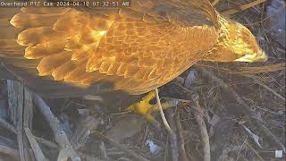 Captiva Eagle Cam 12042024 0724 [upl. by Zachery]