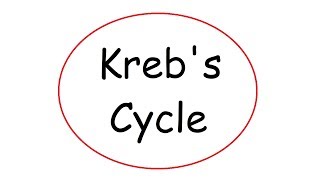 Krebs Cycle [upl. by Annayram410]