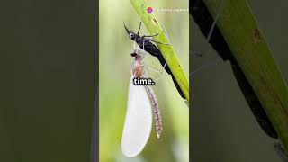 The Fascinating Life Cycle of a Dragonfly From Egg to Flight NatureLovers new dragonflylife [upl. by Nosnah]